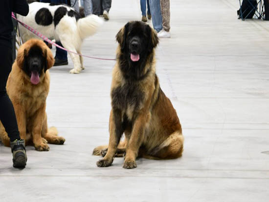 Targi Animals & Veterinary Days